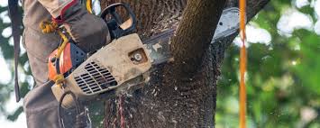 Trusted California, PA Tree Services Experts