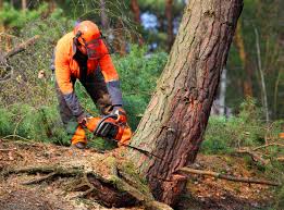 Best Storm Damage Tree Cleanup  in California, PA