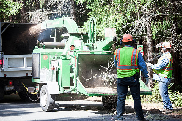 Best Tree Trimming and Pruning  in California, PA