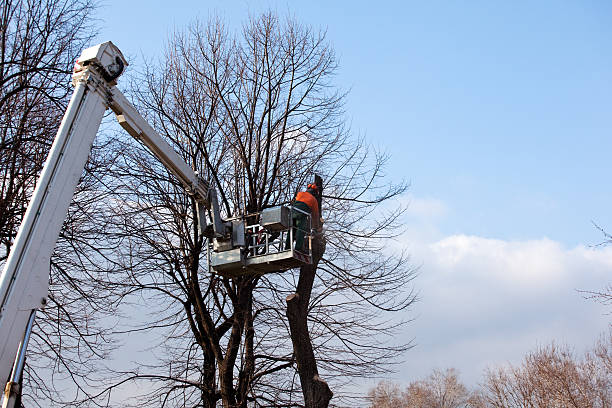 How Our Tree Care Process Works  in  California, PA