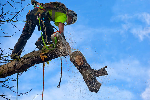 Best Leaf Removal  in California, PA