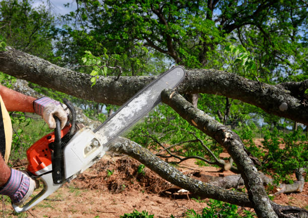 Best Commercial Tree Services  in California, PA